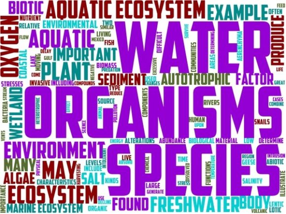 Aquatic Ecology Wordart Sticker